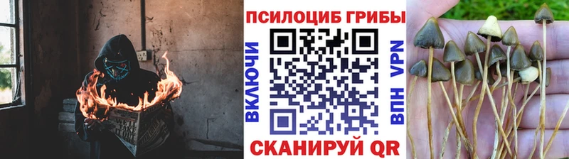Псилоцибиновые грибы Psilocybine cubensis  Купить  Порхов 